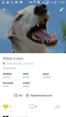 Play TIM Pets Play TIM Pets