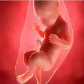 Free play online Tips ibu hamil APK