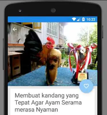 Play Tips Melatih Ayam Serama Siap Kontes