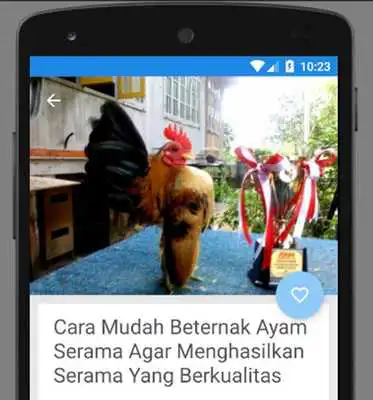 Play Tips Melatih Ayam Serama Siap Kontes