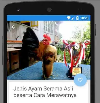 Play Tips Melatih Ayam Serama Siap Kontes