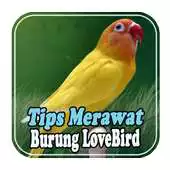 Free play online Tips Merawat Burung Lovebird APK Free play online Tips Merawat Burung Lovebird APK