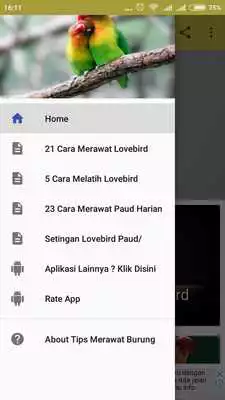 Play Tips Merawat Burung Lovebird