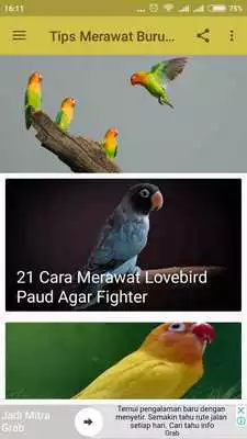 Play Tips Merawat Burung Lovebird