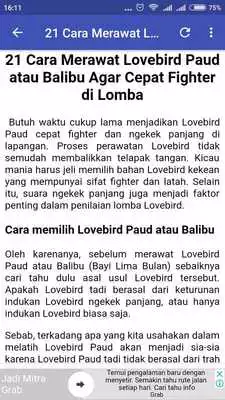 Play Tips Merawat Burung Lovebird