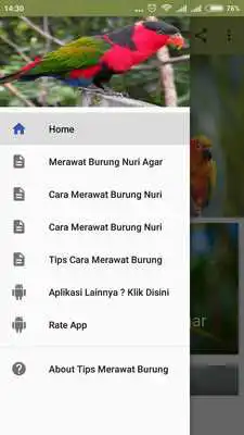 Play Tips Merawat Burung Nuri