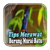 Free play online Tips Merawat Murai Batu APK Free play online Tips Merawat Murai Batu APK