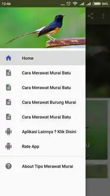 Play Tips Merawat Murai Batu