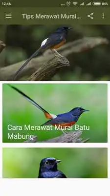 Play Tips Merawat Murai Batu