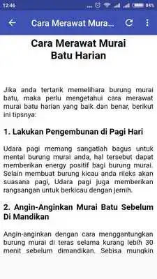 Play Tips Merawat Murai Batu
