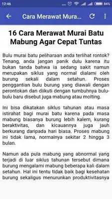 Play Tips Merawat Murai Batu