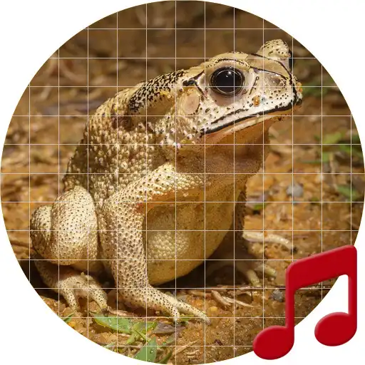 Play Toad sounds ~ Sboard.pro APK Play Toad sounds ~ Sboard.pro APK