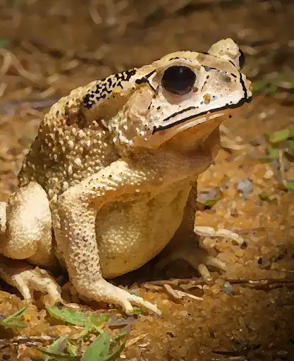 Play Toad sounds ~ Sboard.pro  and enjoy Toad sounds ~ Sboard.pro with UptoPlay
