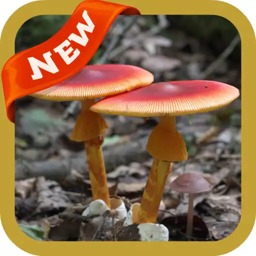 Play Toadstool Wallpaper APK Play Toadstool Wallpaper APK