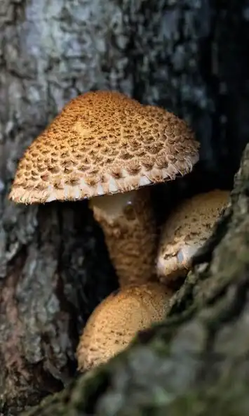 Play Toadstool Wallpaper as an online game Toadstool Wallpaper with UptoPlay