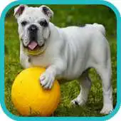 Free play online Toddler Animal Sounds Multi APK Free play online Toddler Animal Sounds Multi APK