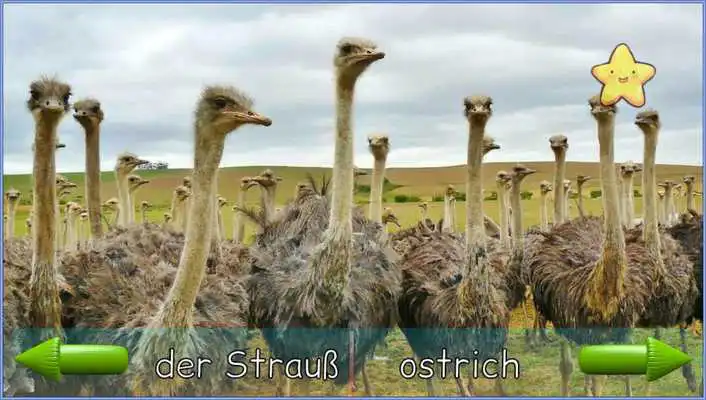 Play Toddler Animal Sounds Multi