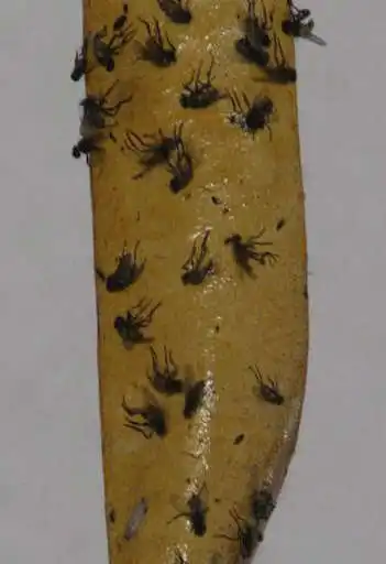 Play To get rid of the flies  and enjoy To get rid of the flies with UptoPlay