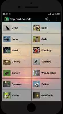 Play Top Bird Sounds