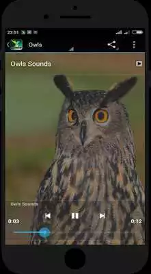 Play Top Bird Sounds