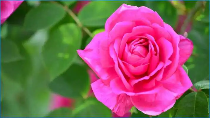 Play Top Nature Pictures