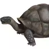 Free play online Tortoise 3D APK