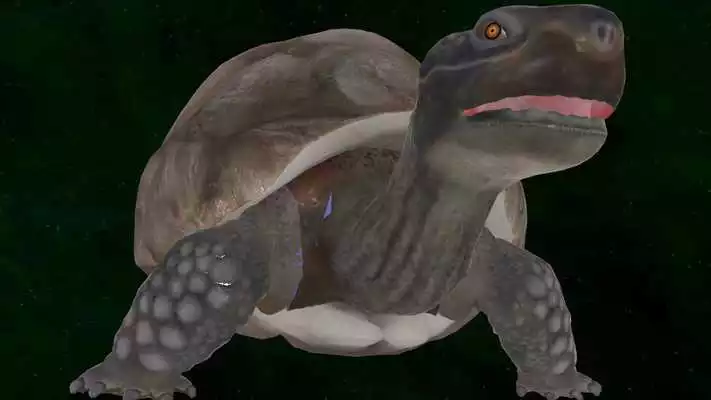 Play Tortoise 3D Play Tortoise 3D