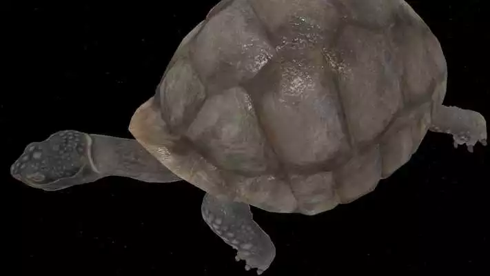 Play Tortoise 3D Play Tortoise 3D