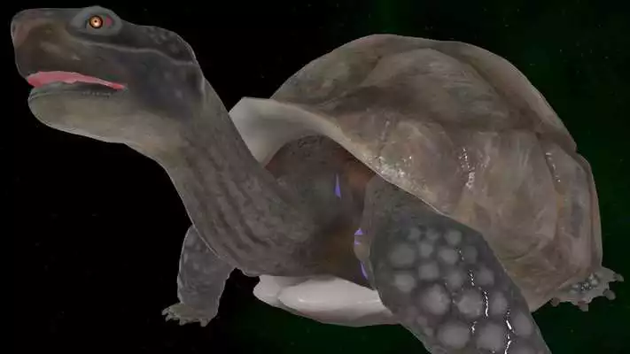 Play Tortoise 3D Play Tortoise 3D