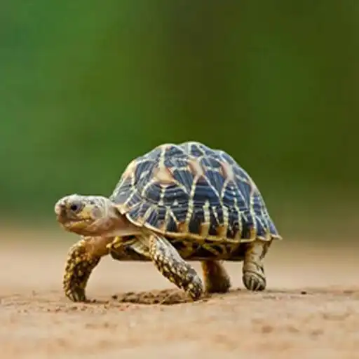 Play Tortoise Best HD Walpaper APK Play Tortoise Best HD Walpaper APK