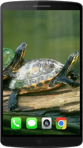 Play Tortoise Best HD Walpaper  and enjoy Tortoise Best HD Walpaper with UptoPlay