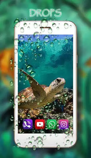 Play Tortoises Sea