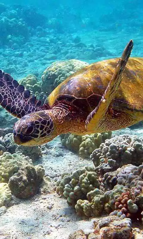 Play Tortoises Sea