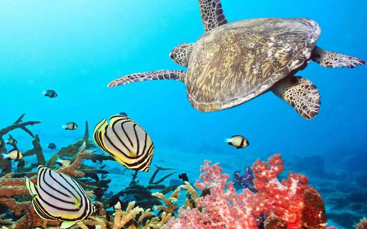 Play Tortoises Sea