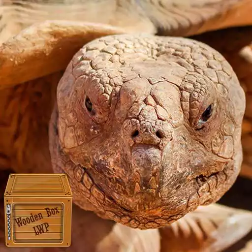 Play tortoise wallpaper - moving turtle wallpaper APK