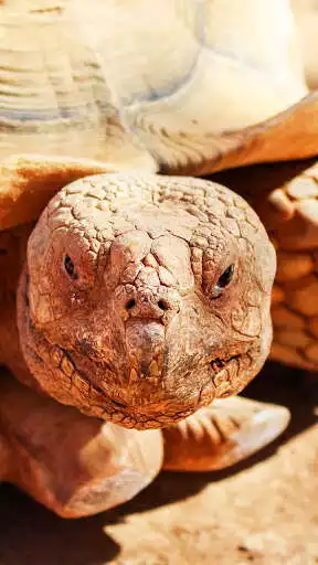 Play tortoise wallpaper - moving turtle wallpaper  and enjoy tortoise wallpaper - moving turtle wallpaper with UptoPlay