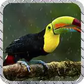 Free play online Toucan Pack 2 Wallpaper APK Free play online Toucan Pack 2 Wallpaper APK