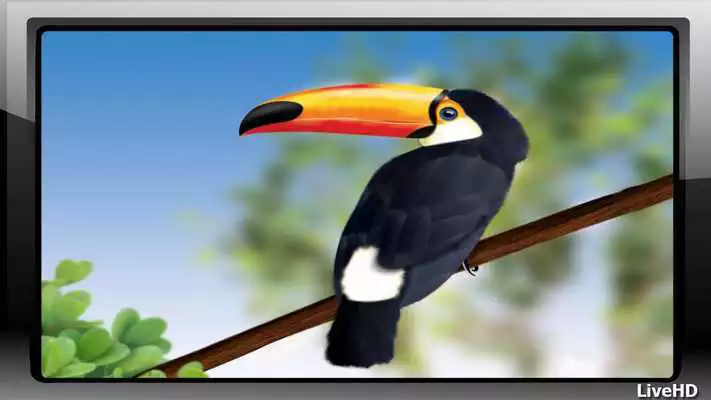 Play Toucan Pack 2 Wallpaper