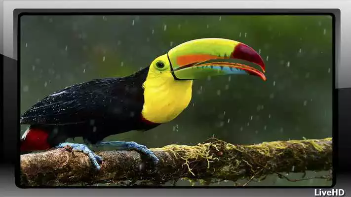 Play Toucan Pack 2 Wallpaper