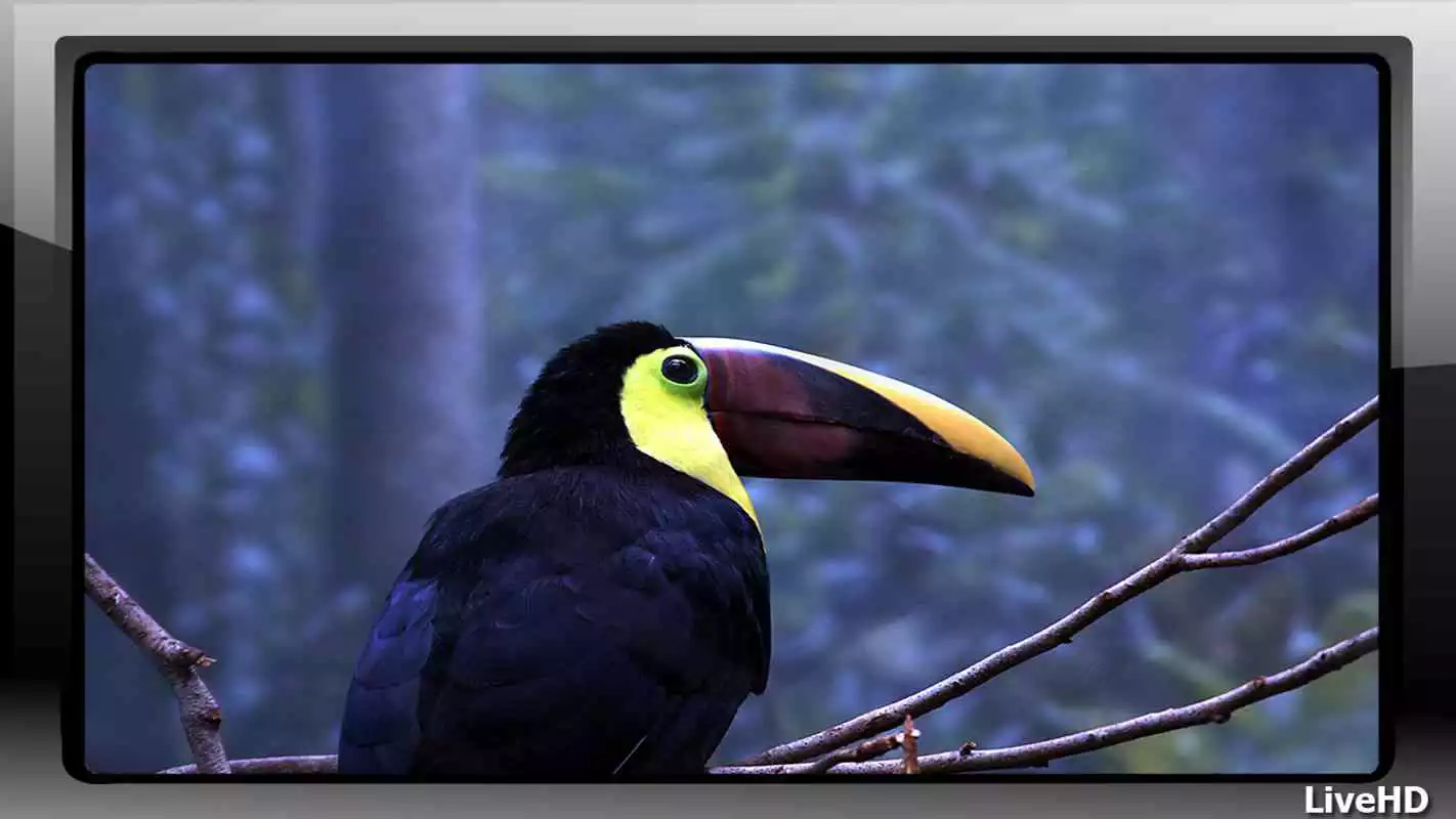 Play Toucan Pack 2 Wallpaper