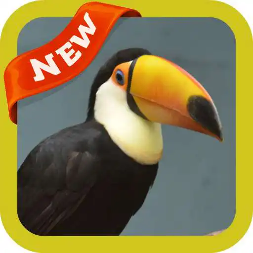 Play Toucan Wallpaper APK