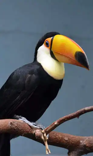 Play Toucan Wallpaper and enjoy Toucan Wallpaper with UptoPlay Play Toucan Wallpaper and enjoy Toucan Wallpaper with UptoPlay