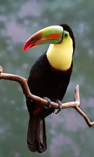 Play Toucan Wallpaper as an online game online Toucan Wallpaper with UptoPlay Play Toucan Wallpaper as an online game Toucan Wallpaper with UptoPlay
