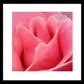 Free play online touching pink rose wallpaper APK Free play online touching pink rose wallpaper APK