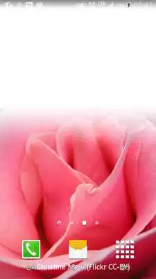 Play touching pink rose wallpaper