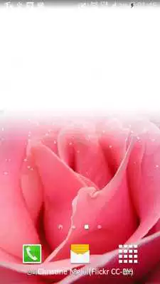Play touching pink rose wallpaper