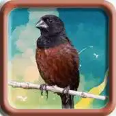 Free play online Towa Towa Bird APK