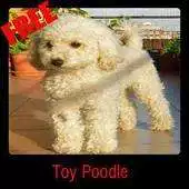 Free play online Toy Poodle APK