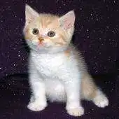 Free play online Tradutor para Gatinhos e Gatos APK Free play online Tradutor para Gatinhos e Gatos APK
