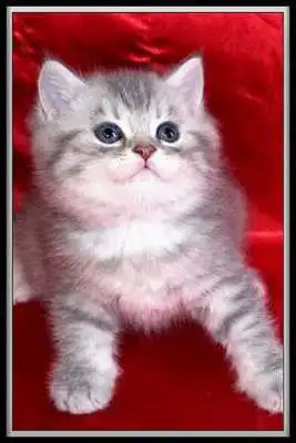 Play Tradutor para Gatinhos e Gatos